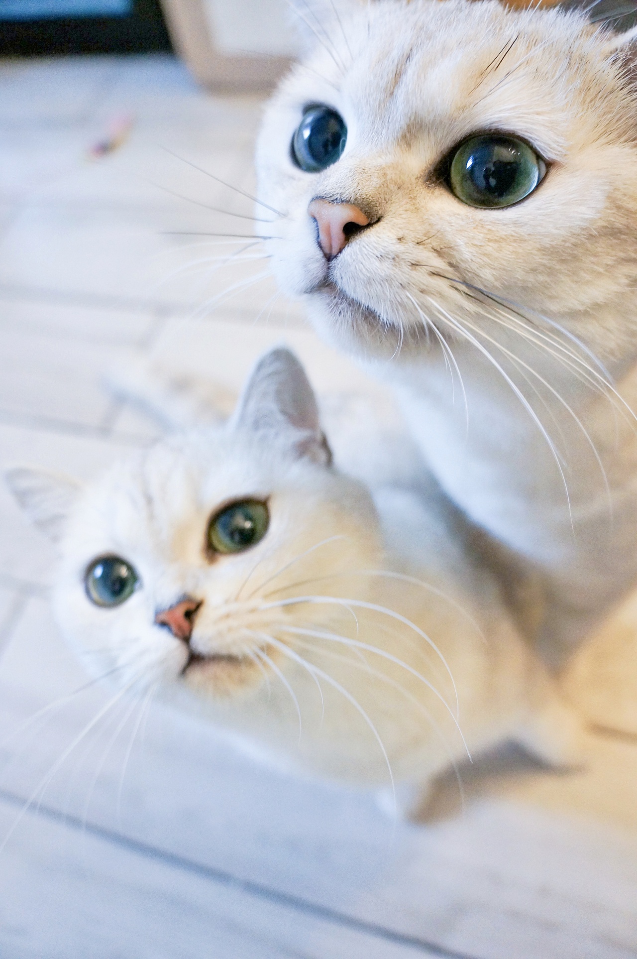 宠物摄影爱宠大机密五只猫系列一