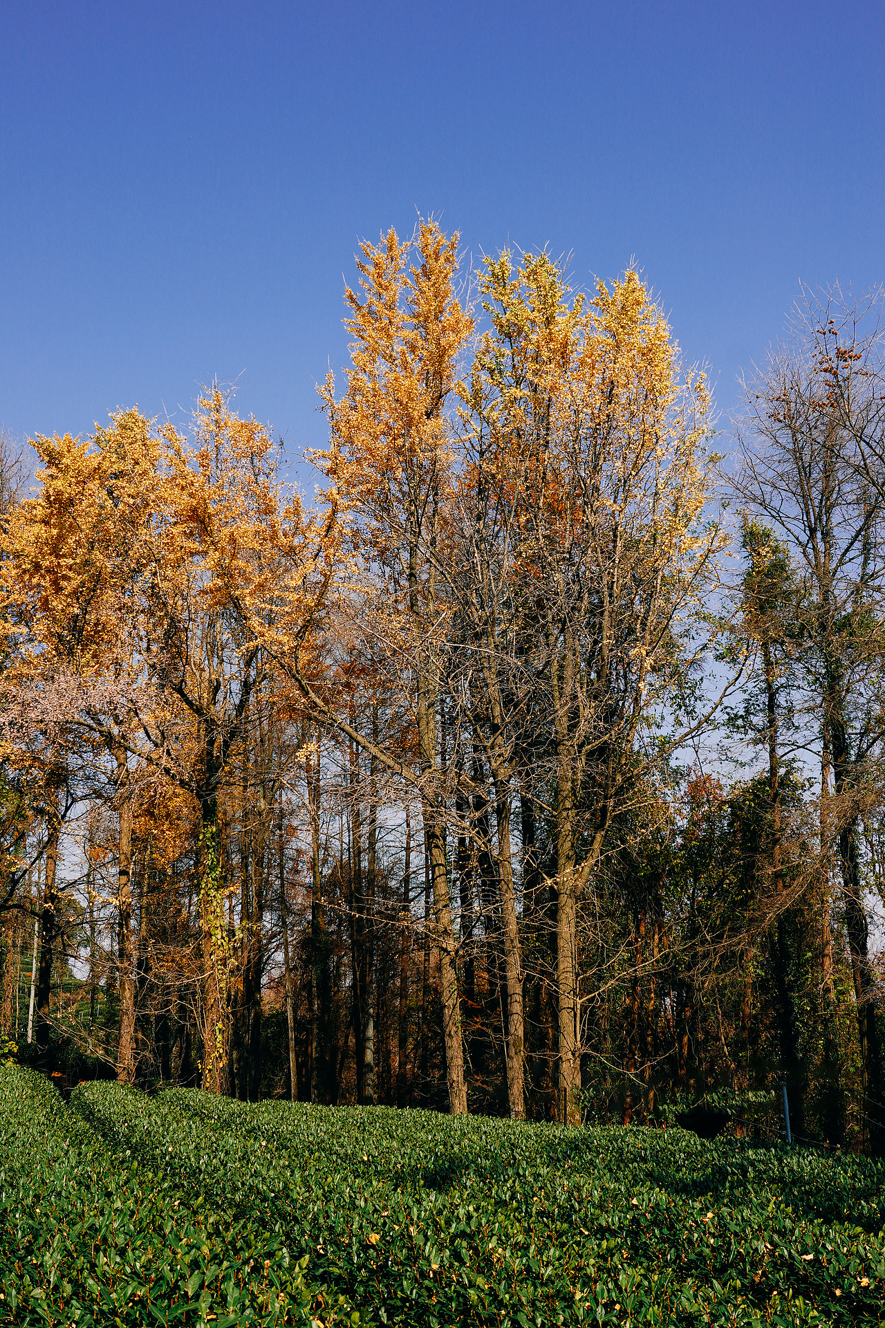 杭州的冬季\九溪\枫叶