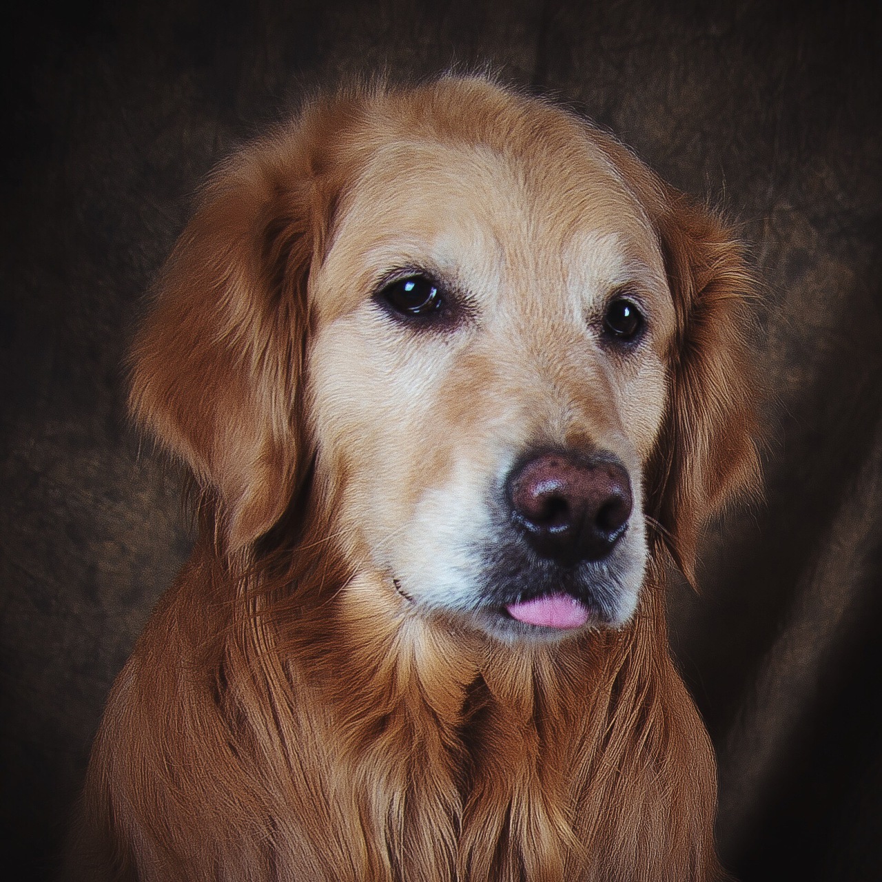 家有萌宠两枚|摄影|动物|满金市 - 原创作品 - 站酷 (zcool)