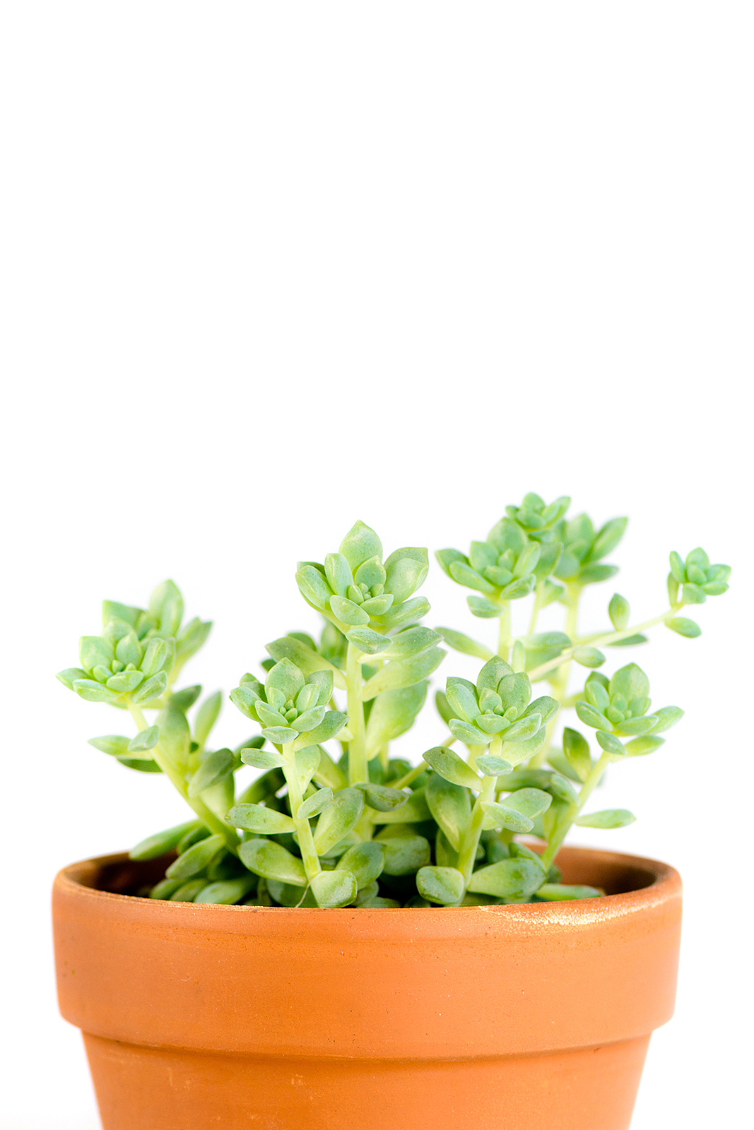 多肉-野蛮生长（图ZNDU5MjIzNjg=） - 风光摄影 - 站酷设计师符恬原创素材 - 站酷ZCOOL