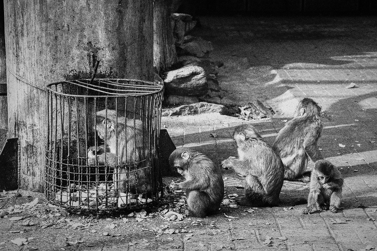 《北京动物园》略伤感（图ZMTA1MzM2NTAw） - 宠物摄影 - 站酷设计师不是扶桑原创素材 - 站酷ZCOOL