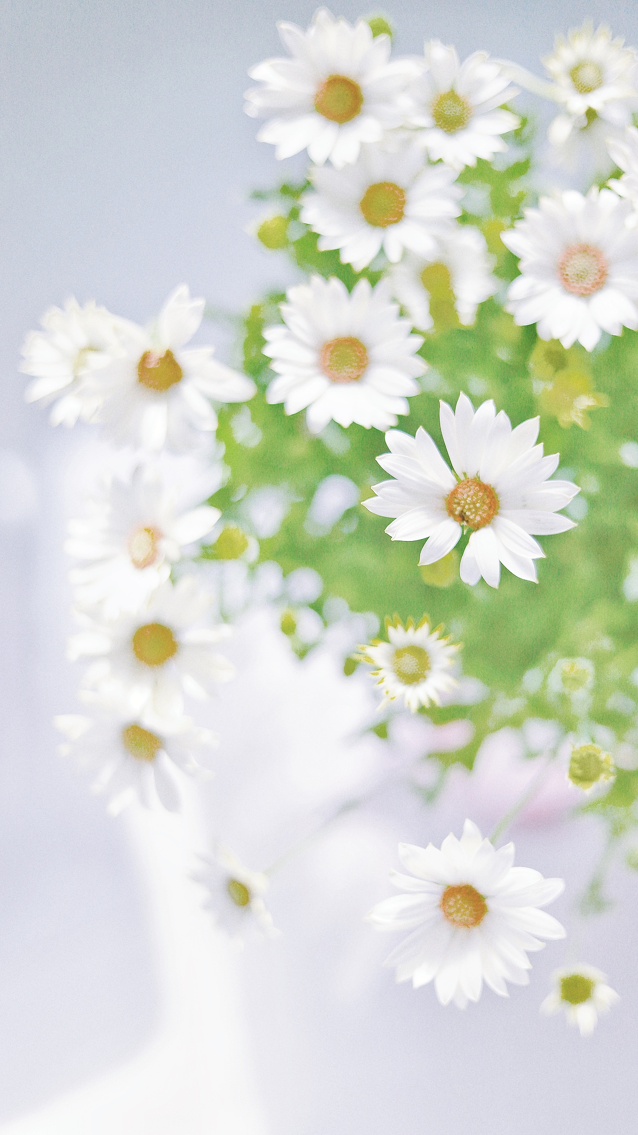 #一周花事#花店不开了，花继续开（图ZMjAzODE3ODUy） - 产品摄影 - 站酷设计师吴所畏_原创素材 - 站酷ZCOOL