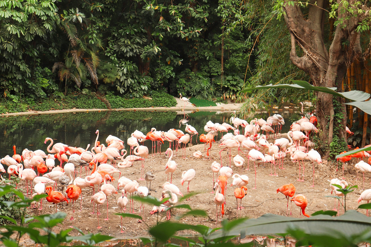 动物拍摄-广州长隆（图ZMjUxNjI3Mjcy） - 风光摄影 - 站酷设计师D邓婕原创素材 - 站酷ZCOOL