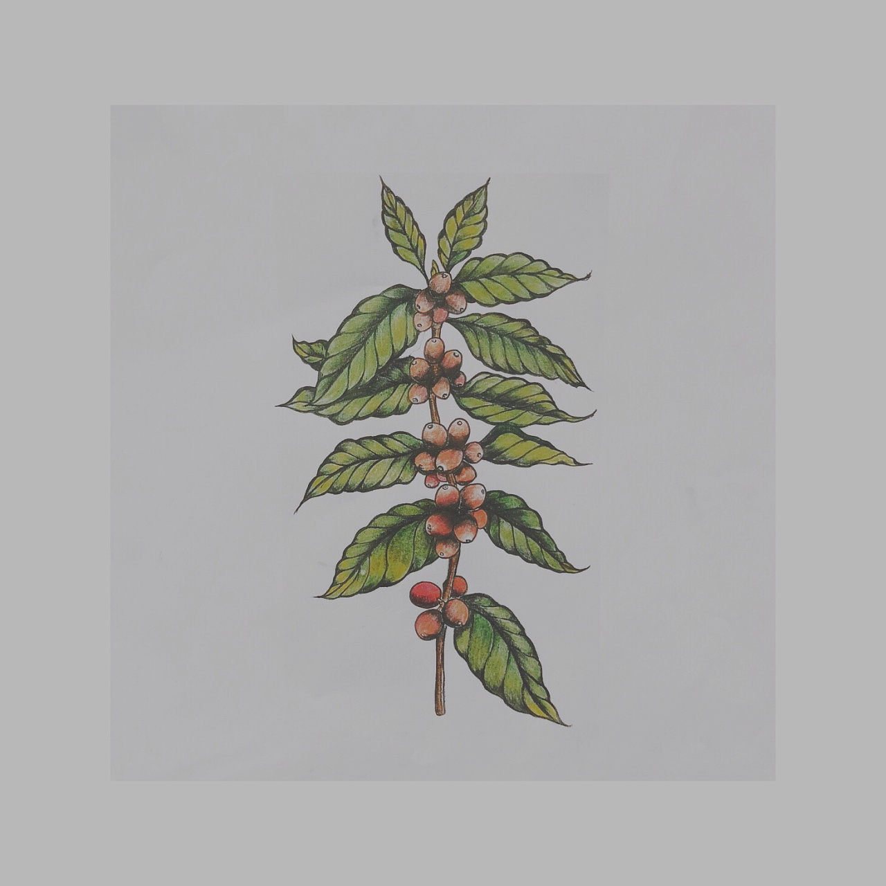 用对咖啡豆的热爱做标记想要一颗school风格的咖啡树顾客是咖啡师武汉