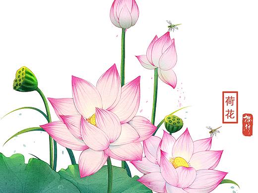 水彩荷花花卉