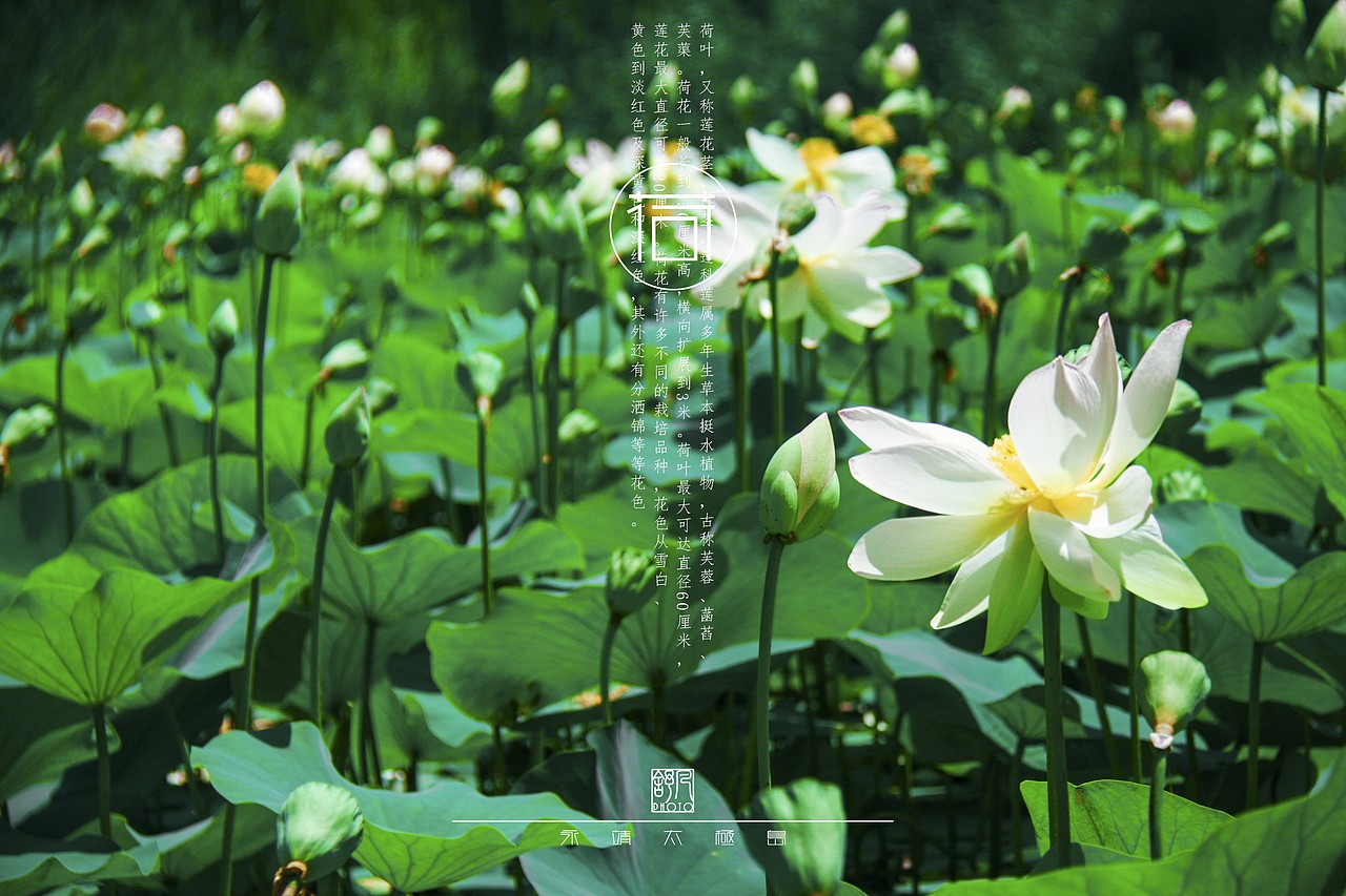 临夏 志（图ZMzAxMjI3NjA=） - 风光摄影 - 站酷设计师熟饭要发光原创素材 - 站酷ZCOOL