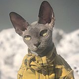 草莓1的头像