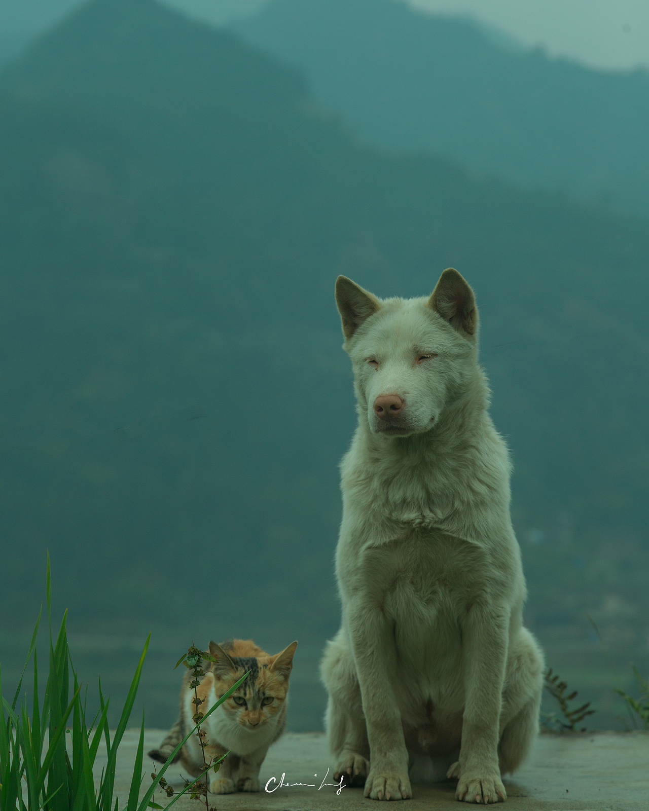 爬山狗（单身狗与中华田园犬）|摄影|风光摄影|老虎仔 - 原创作品 - 站酷 (ZCOOL)