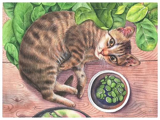 猪耳朵豆角和猫