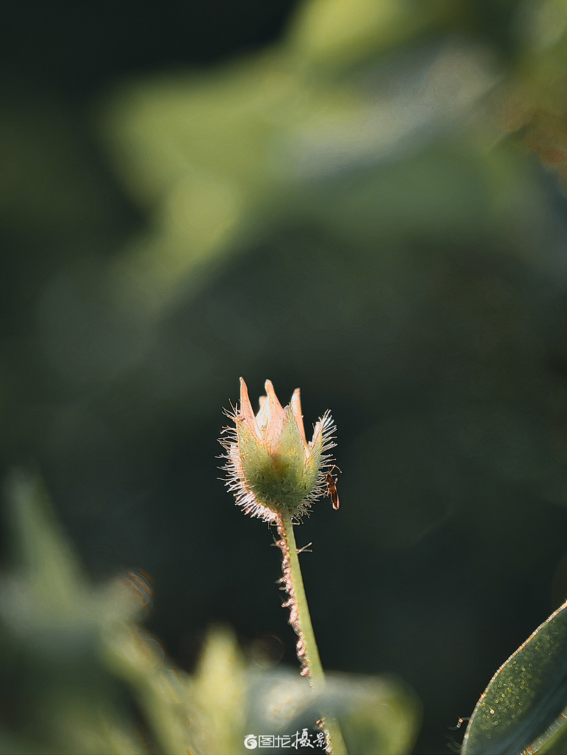 随春（手机摄影）（图ZMzM0NDE2MTQ4） - 风光摄影 - 站酷设计师图龙摄影原创素材 - 站酷ZCOOL