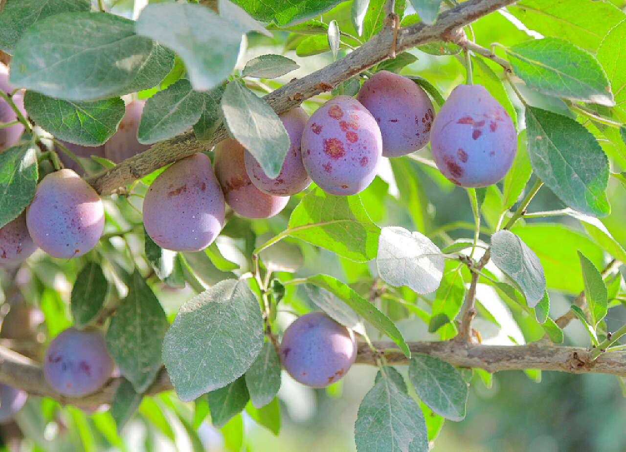 在白色背景isoled的印地安鹅莓 库存照片. 图片 包括有 颜色, 医药, 膳食, 绿色, 庭院, 被承认的 - 57364278