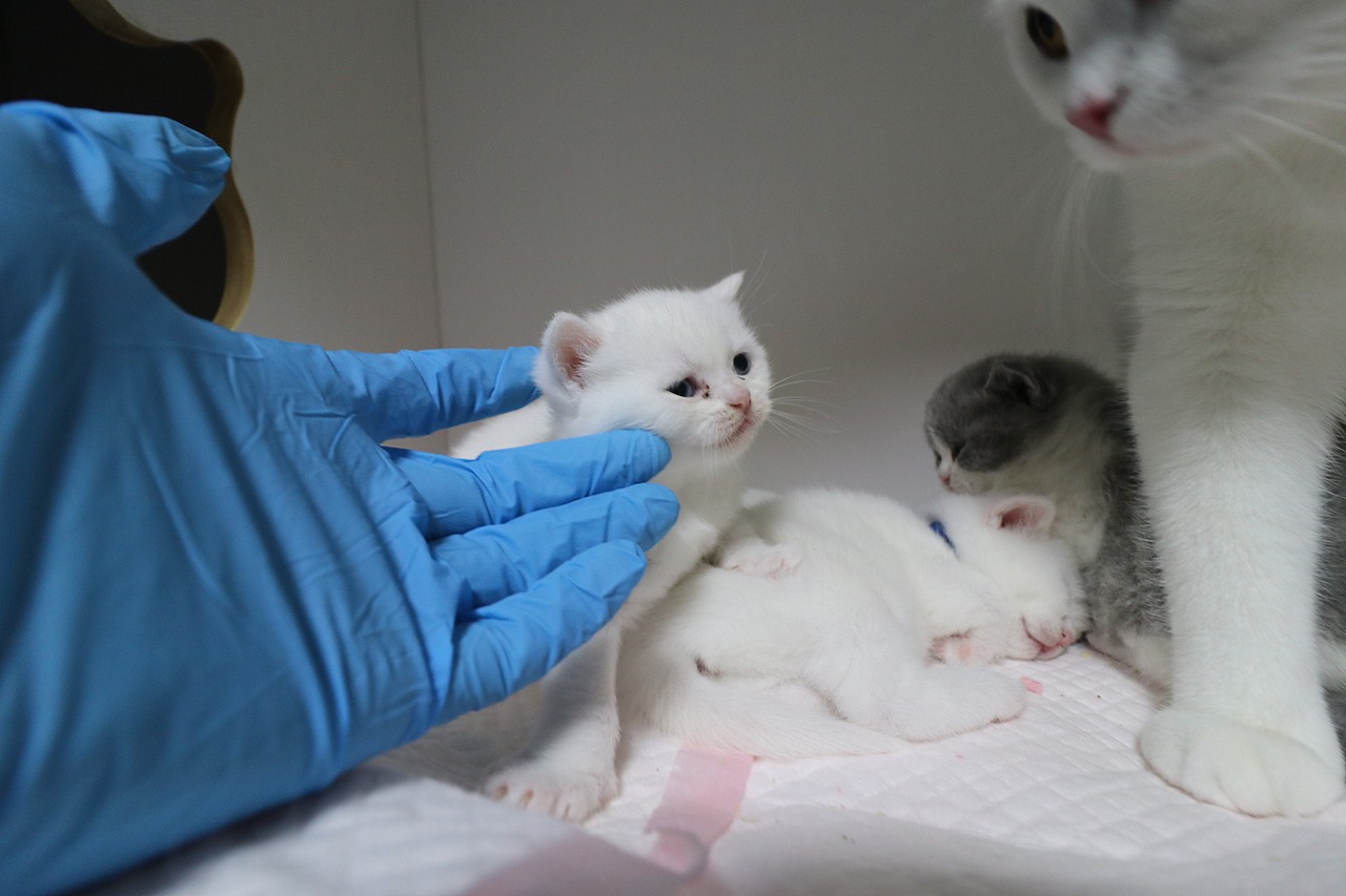 猫 161-英短-纯白-母-五粉-头无灰色毛-23-405g（图ZMjA4NjA2NzYw） - 宠物摄影 - 站酷设计师沐米猫舍原创素材 - 站酷ZCOOL