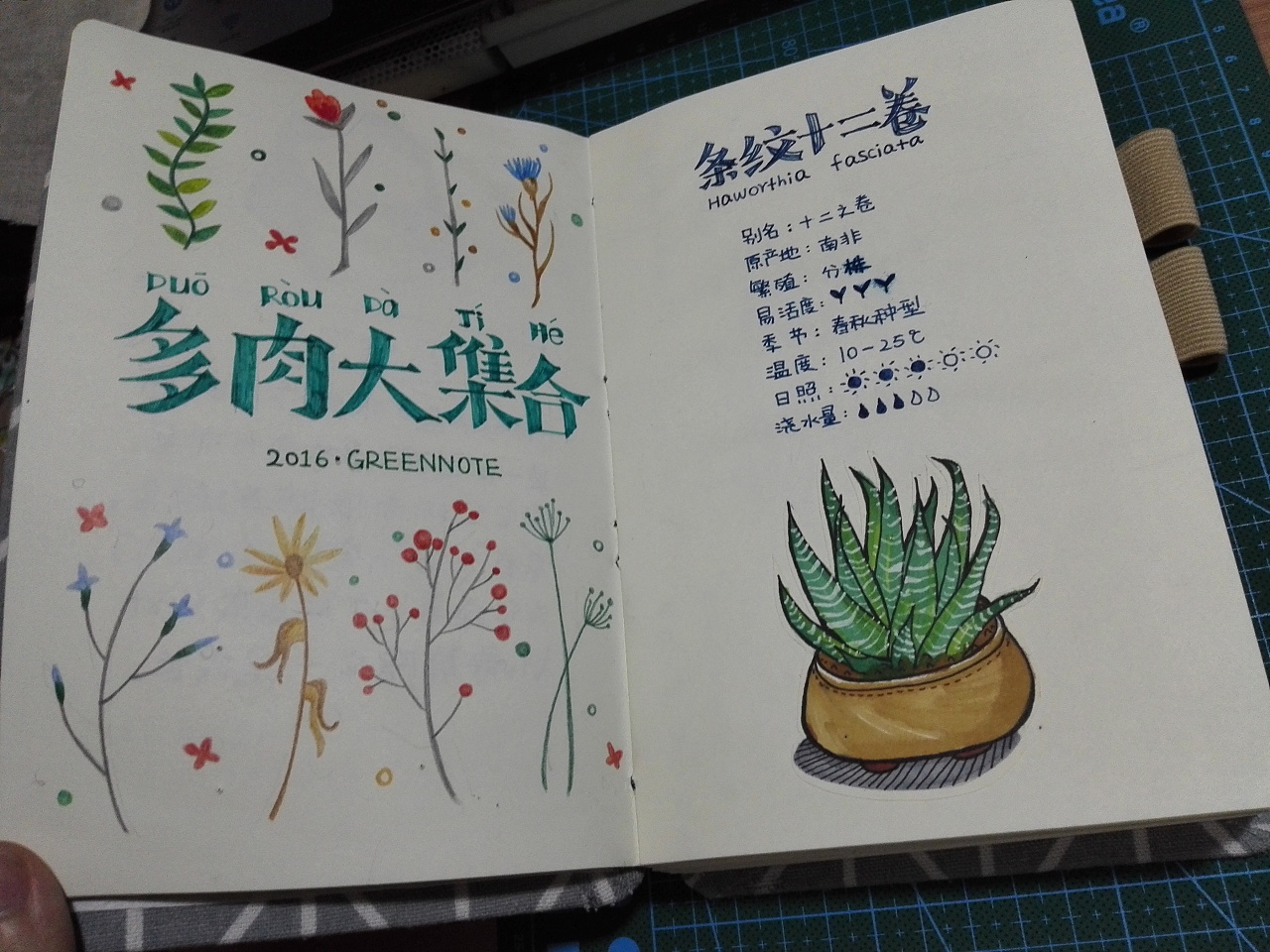 一个工匠的 l多肉养成记l 手帐