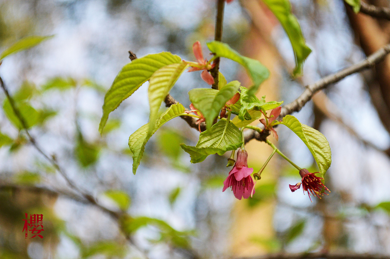 武大 樱（图ZMTY4MDM1NjQ=） - 风光摄影 - 站酷设计师zhouyuyao原创素材 - 站酷ZCOOL