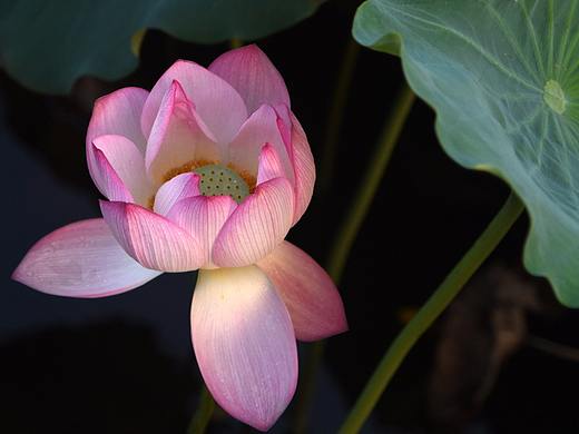 荷花