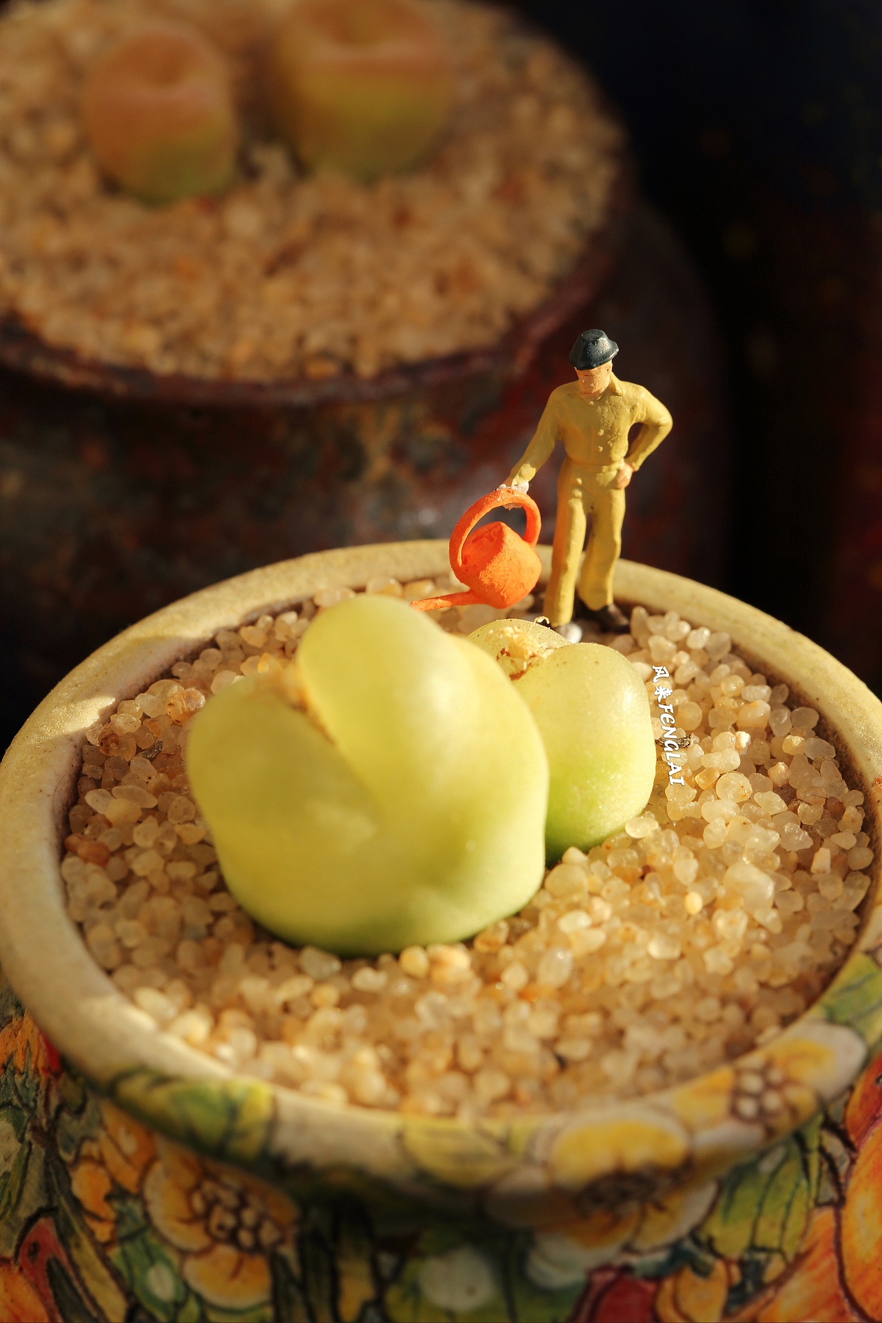 微观多肉植物摄影 l 肉锥“小人国”