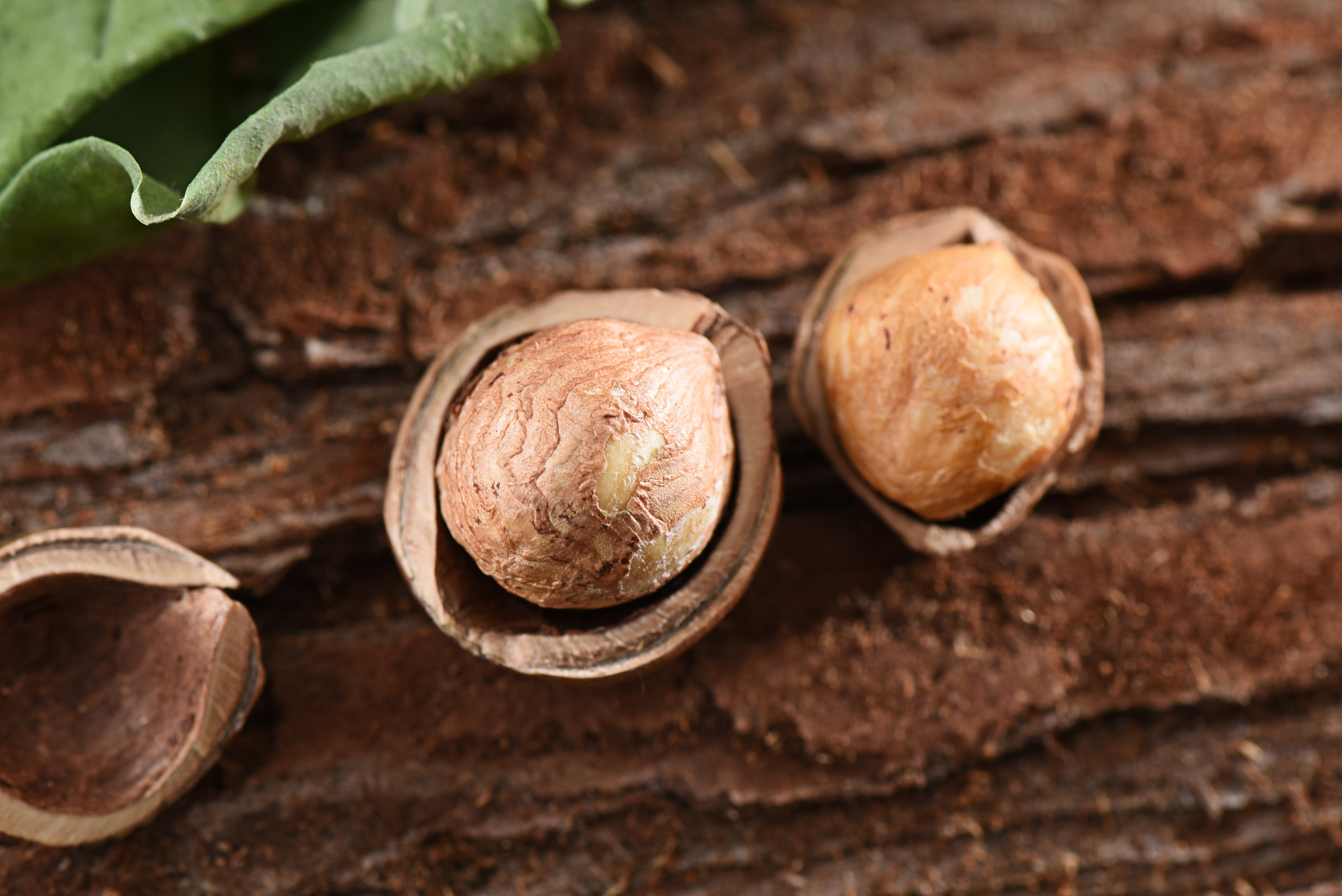 榛子拍摄-杨师傅