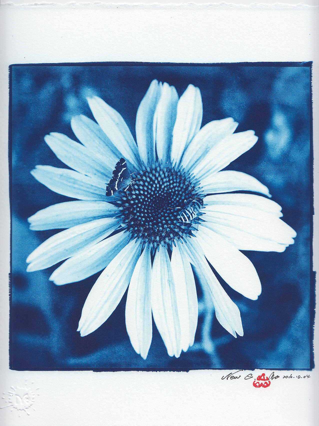 【古典印相】蓝晒篇