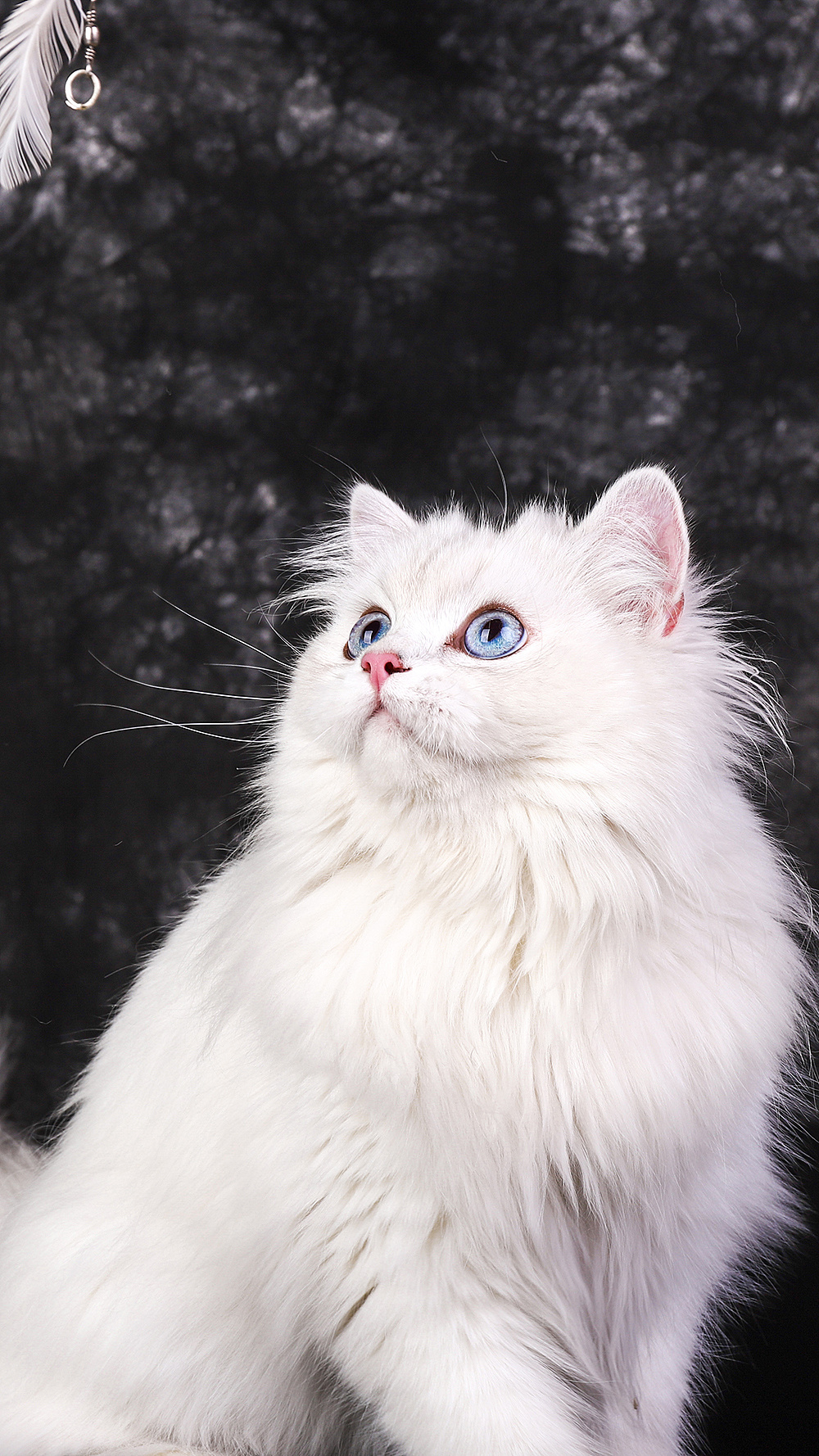 渣猫(第二季)|摄影|宠物摄影|喵喵摄影 - 原创作品 - 站酷 (zcool)