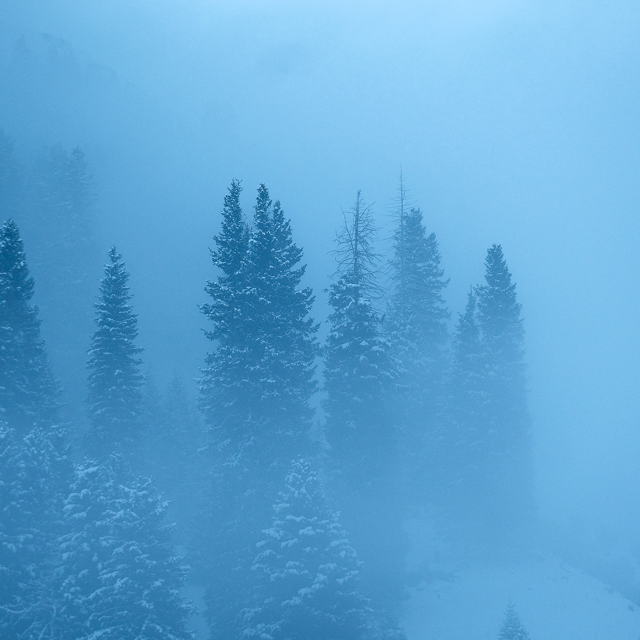 「行摄之路」冬 · 鸦 | The silent morning（图ZMTQ1NDE1Njc2） - 宠物摄影 - 站酷设计师jaminred原创素材 - 站酷ZCOOL