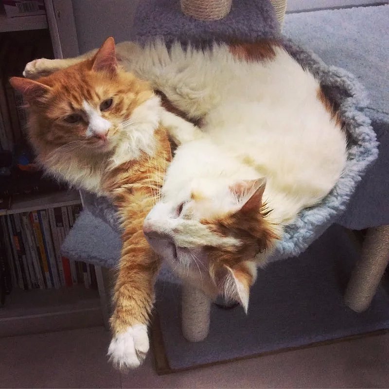 形影不离的“双”胞胎