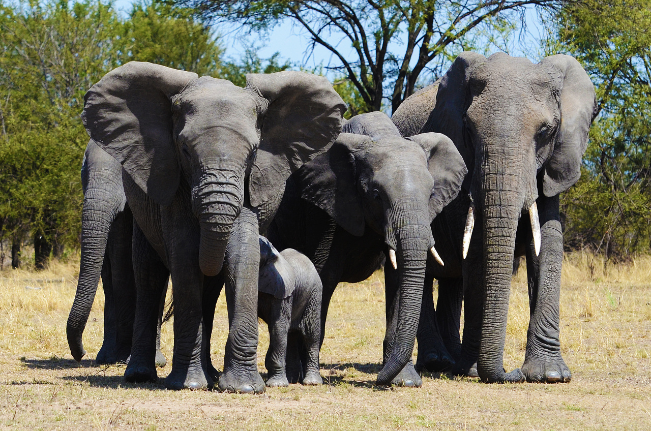 givemebigfive非洲五大兽