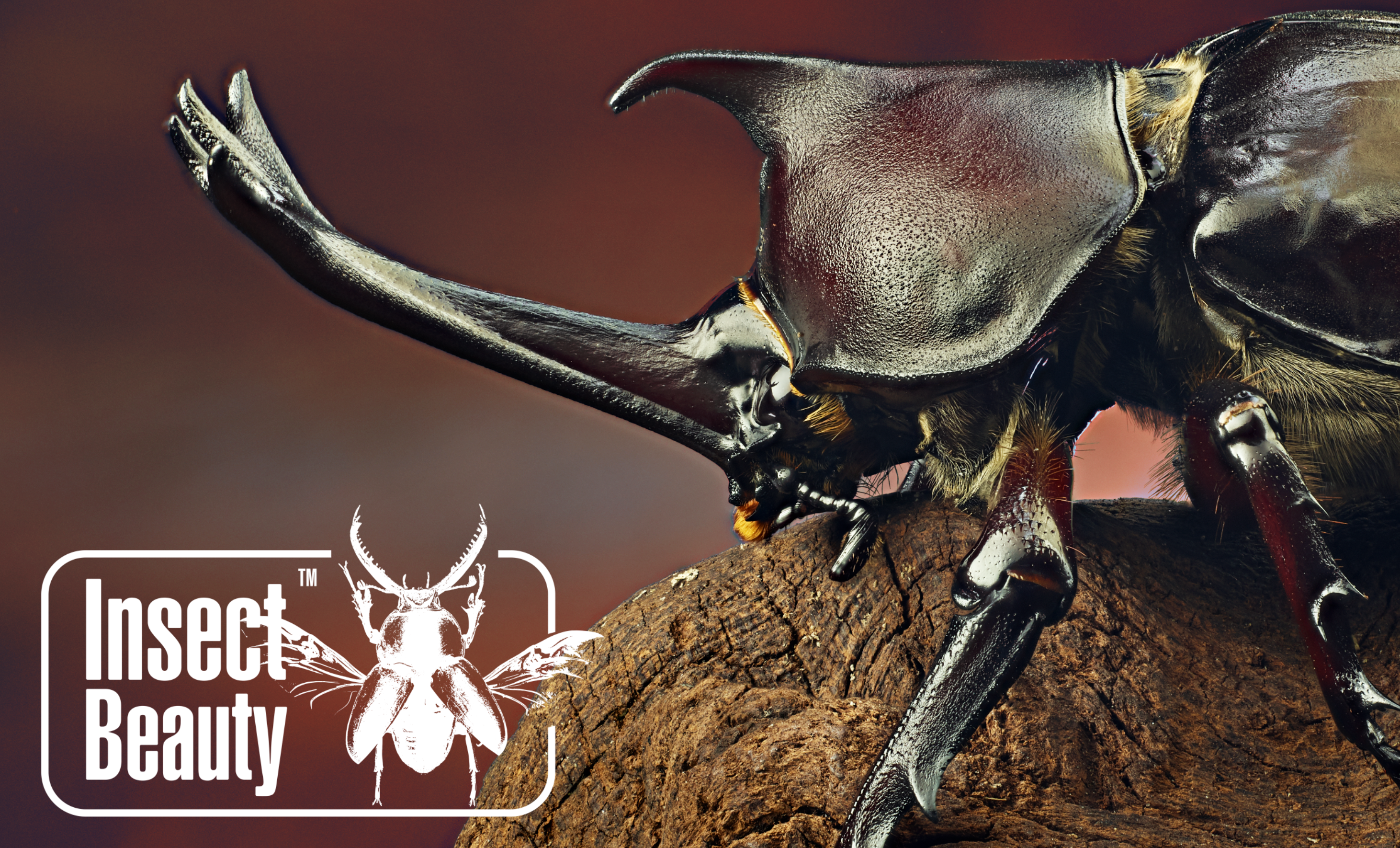 双叉犀金龟(独角仙)活体雄性