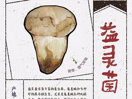 野生菌菇科普卡片
