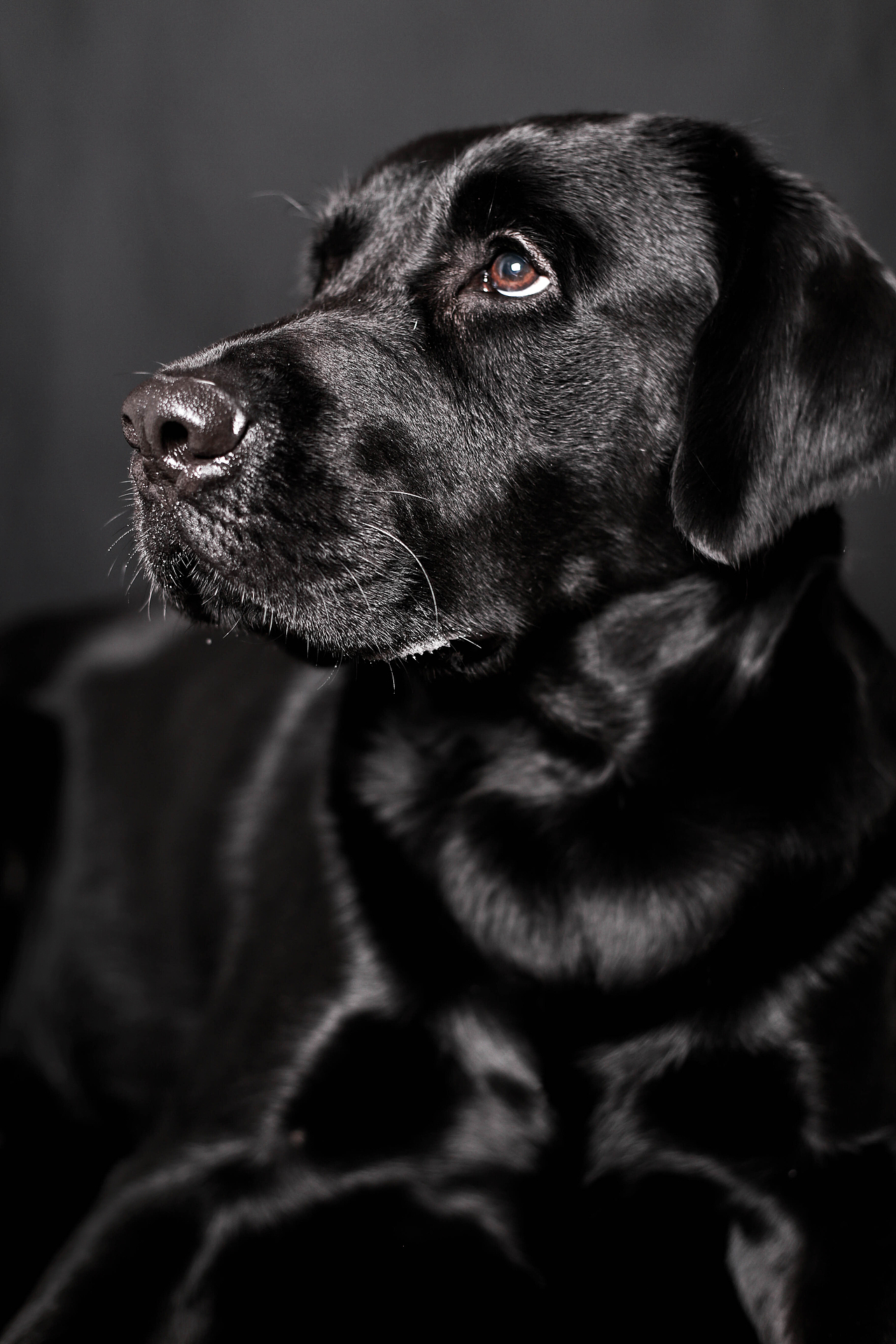 【i,pet宠物摄影】巴顿