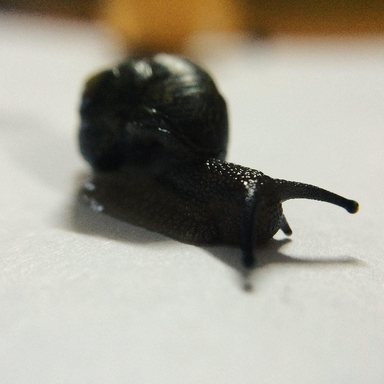 她是一只蜗牛,一只有感情的蜗牛.