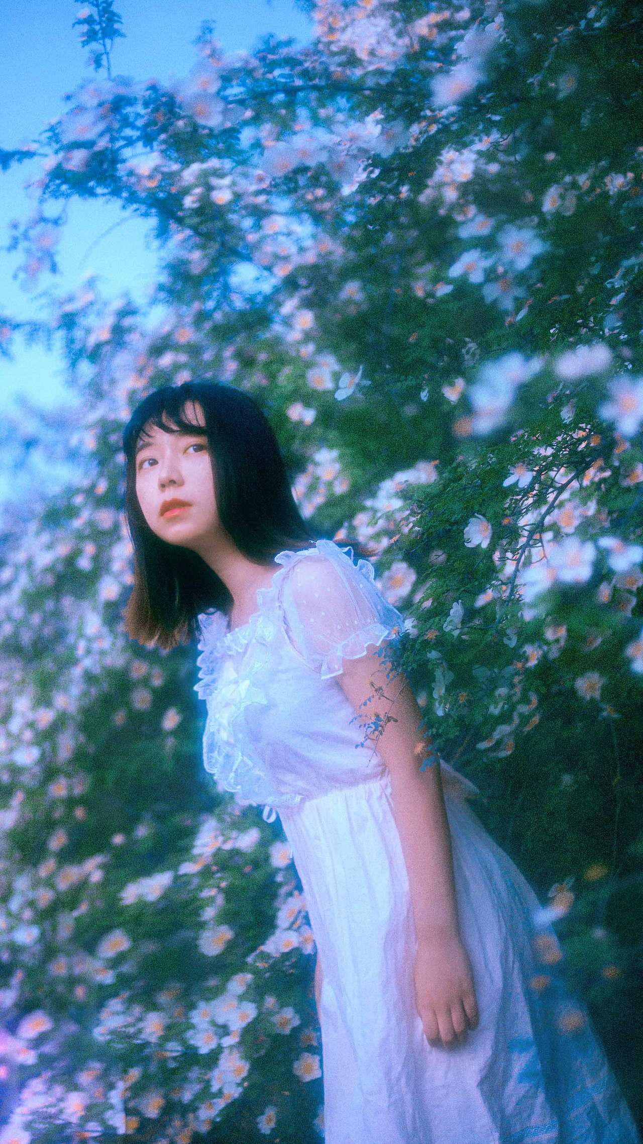 花与Lolita