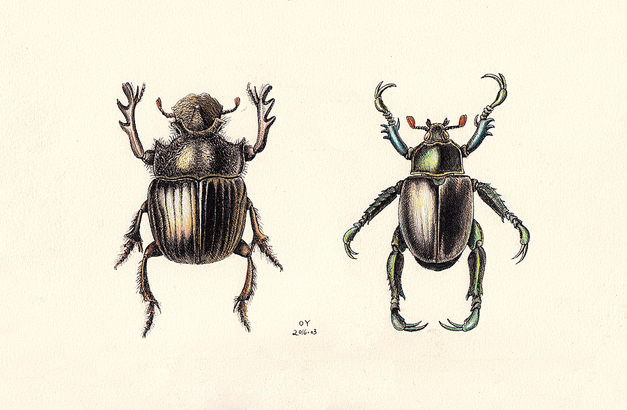 OY手绘:昆虫速写