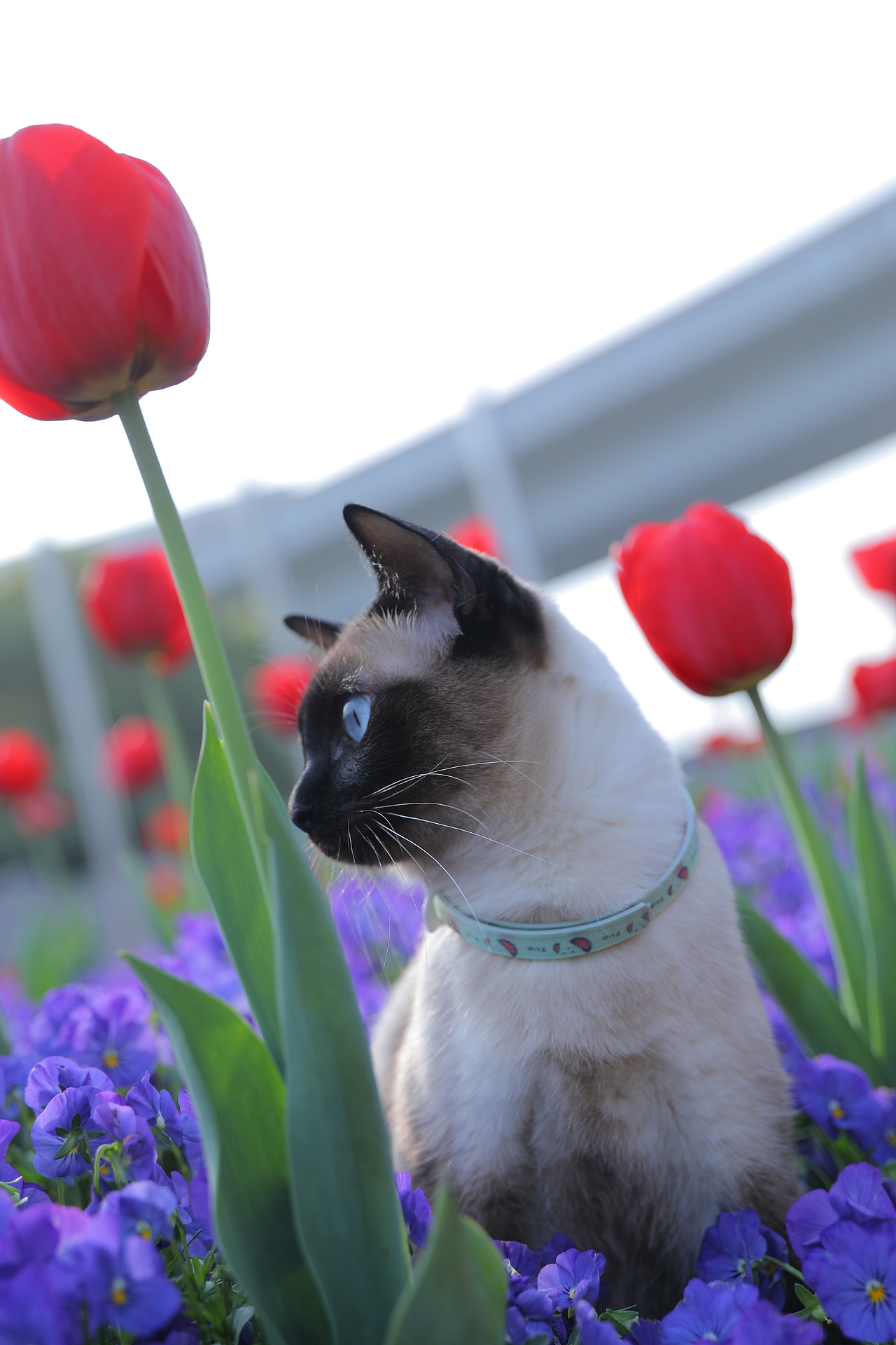 原创/摄影/宠物摄影