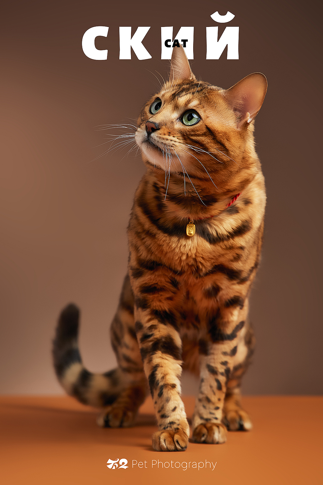 烟台美食摄影 | 萌宠 ✖ 不二造相