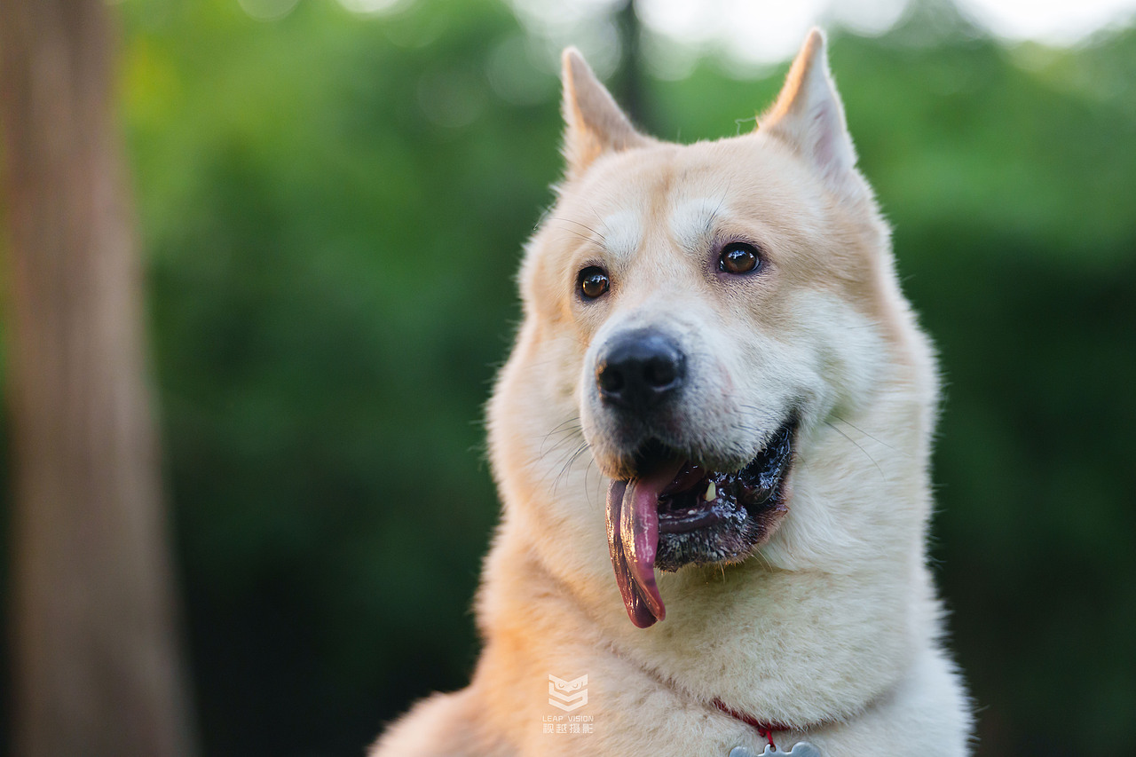 狗狗夏日戶外拍攝（圖ZMzQzMDMxOTg4） - 寵物攝影 - 站酷設(shè)計(jì)師小樣攝影原創(chuàng)素材 - 站酷ZCOOL