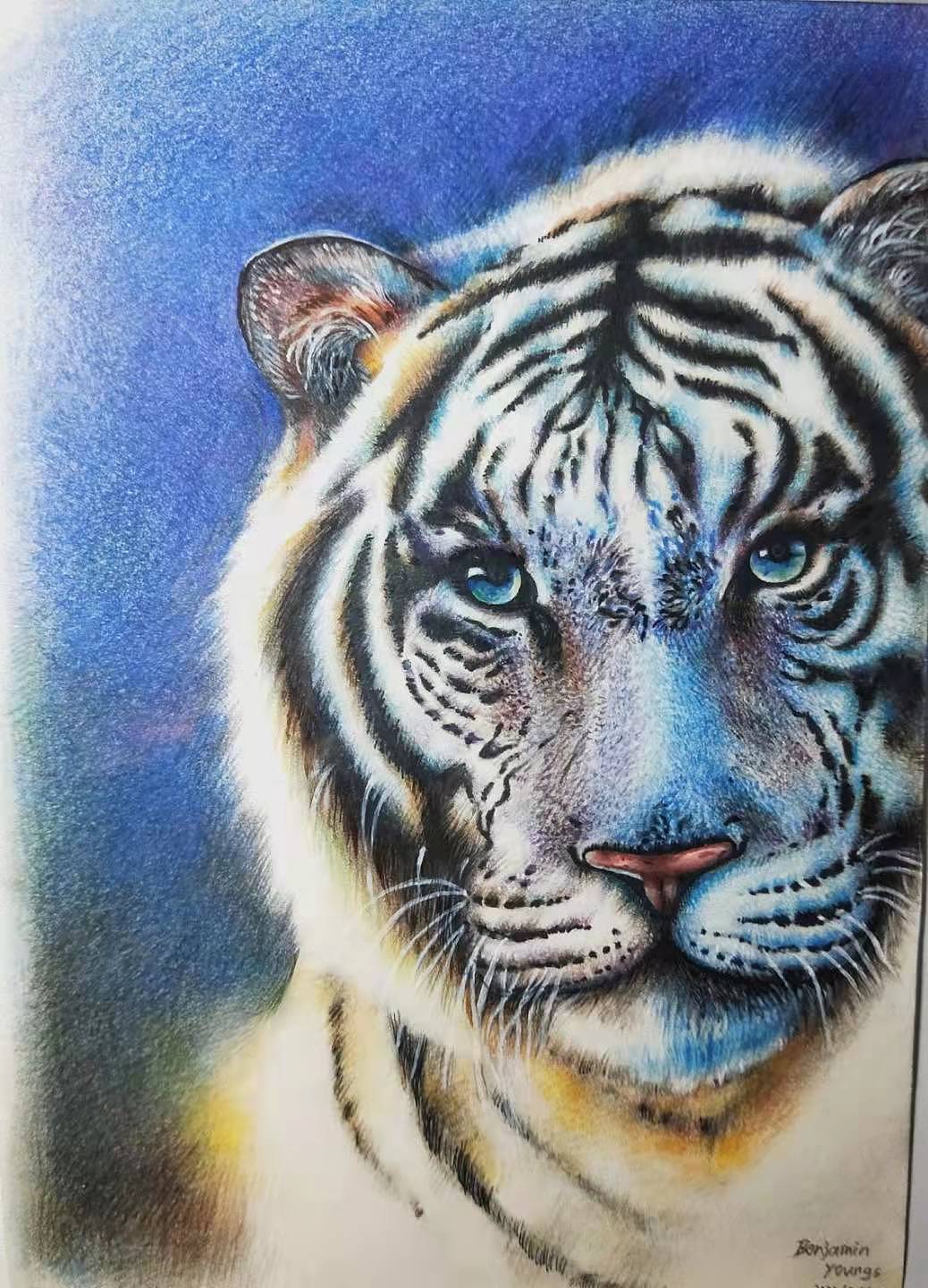 彩铅习作 白虎（虎年第一幅）（图ZMzEzMDM5OTk2） - 绘画 - 站酷设计师Benjamin_1993原创素材 - 站酷ZCOOL