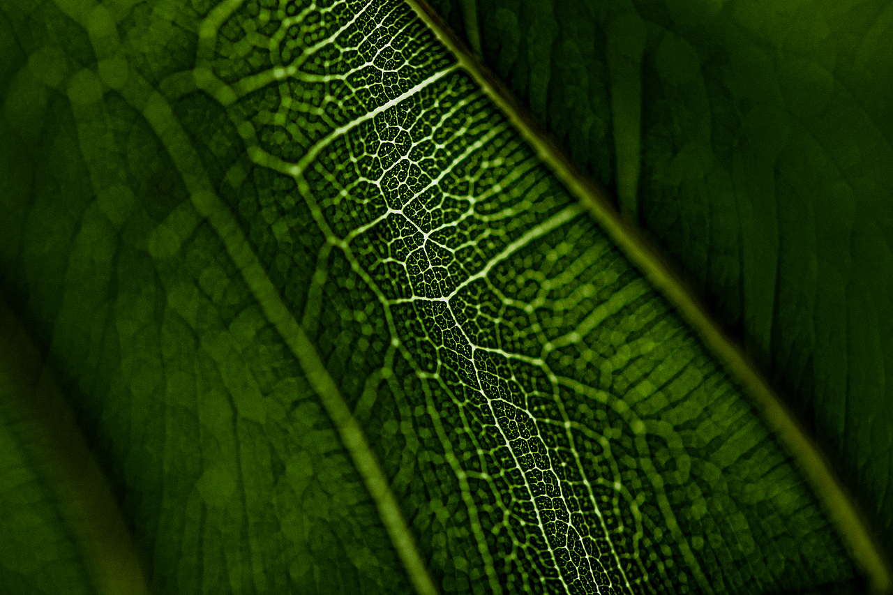微距丨光影透过叶脉清晰的纹理（图ZMzA4NTg3NjUy） - 风光摄影 - 站酷设计师探花出品原创素材 - 站酷ZCOOL