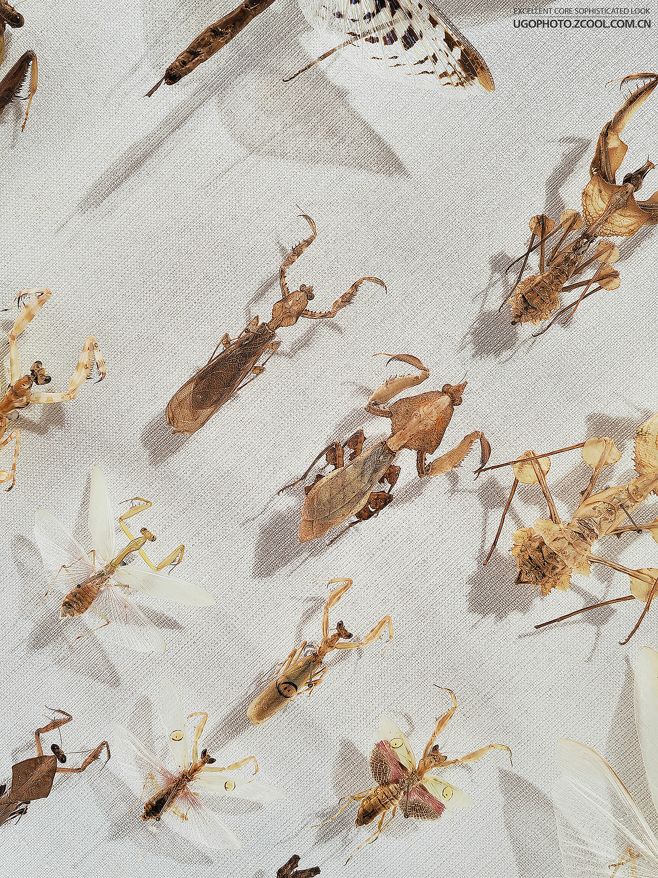 手机摄影些些【1】