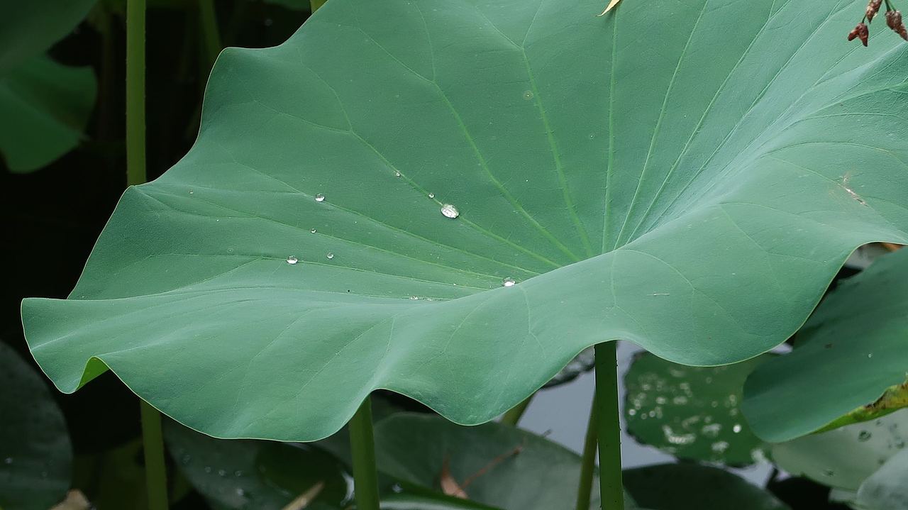 #创作加油站# 荷叶 雨 人定湖