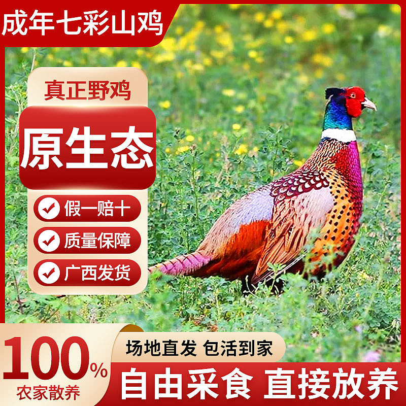 鸡主图（图ZMzE4MjM2Njc2） - 电商 - 站酷设计师追风的李原创素材 - 站酷ZCOOL