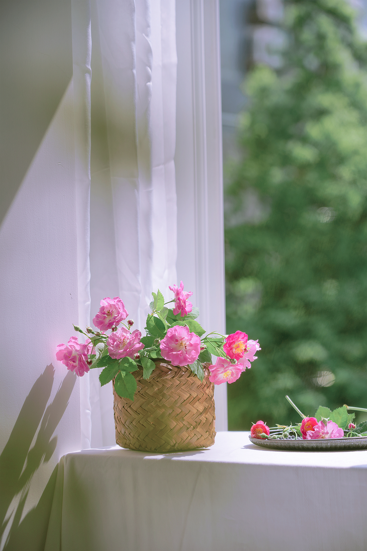 蔷薇花（图ZMzQyMzY5OTY4） - 其他摄影 - 站酷设计师小麦芽MY原创素材 - 站酷ZCOOL