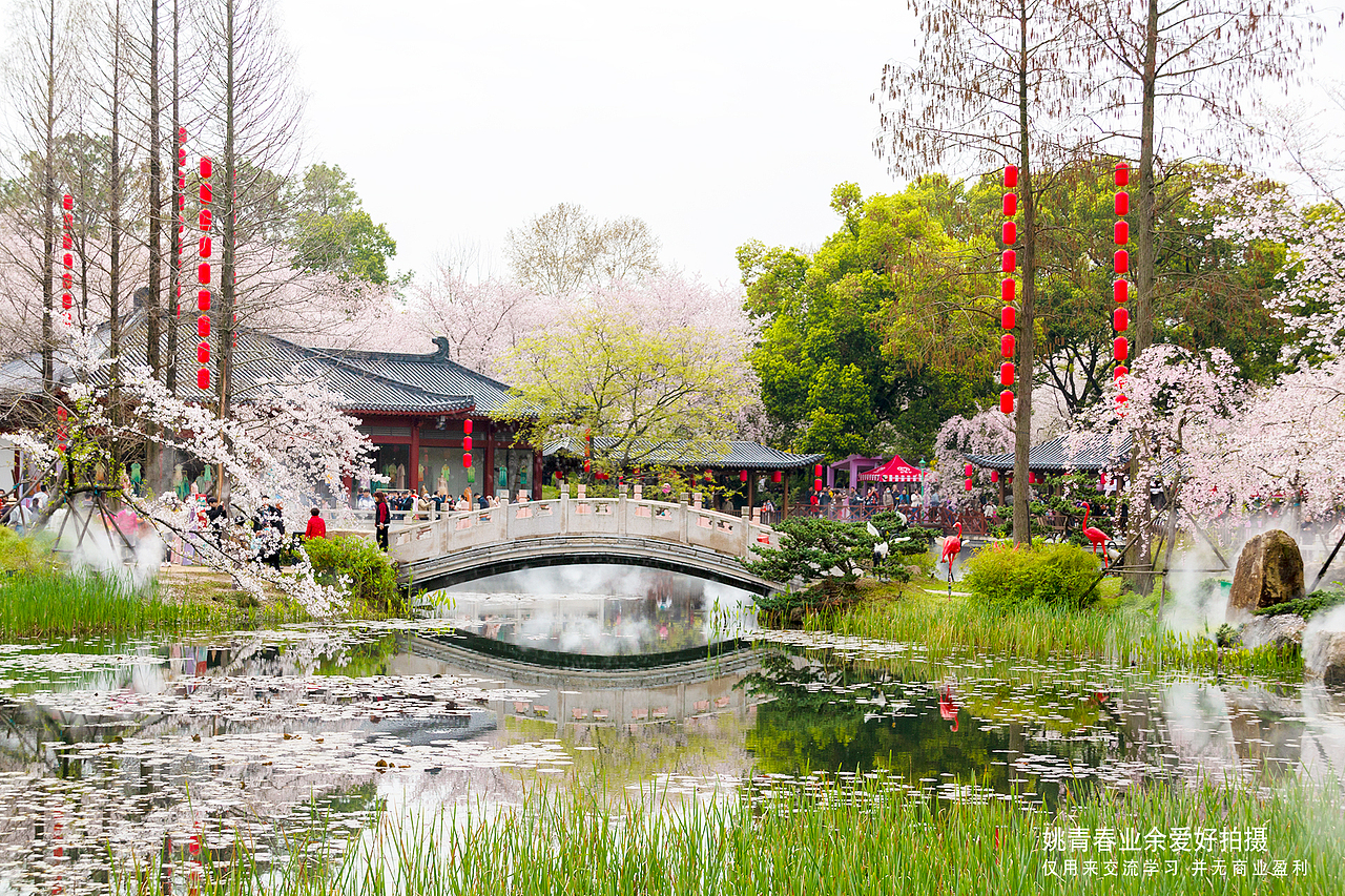 武汉东湖磨山樱花园姚青春2023年随拍照片1