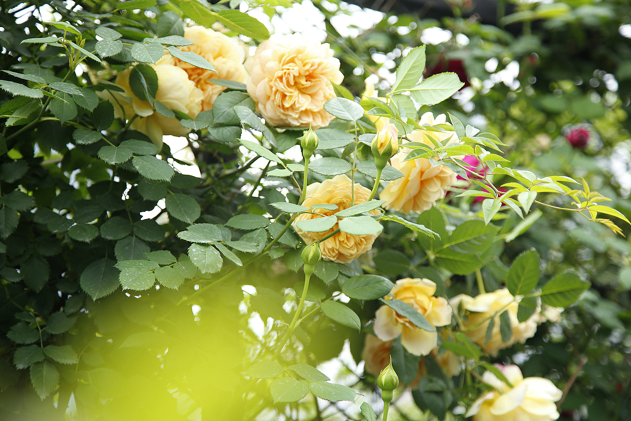花至花园内的月季花