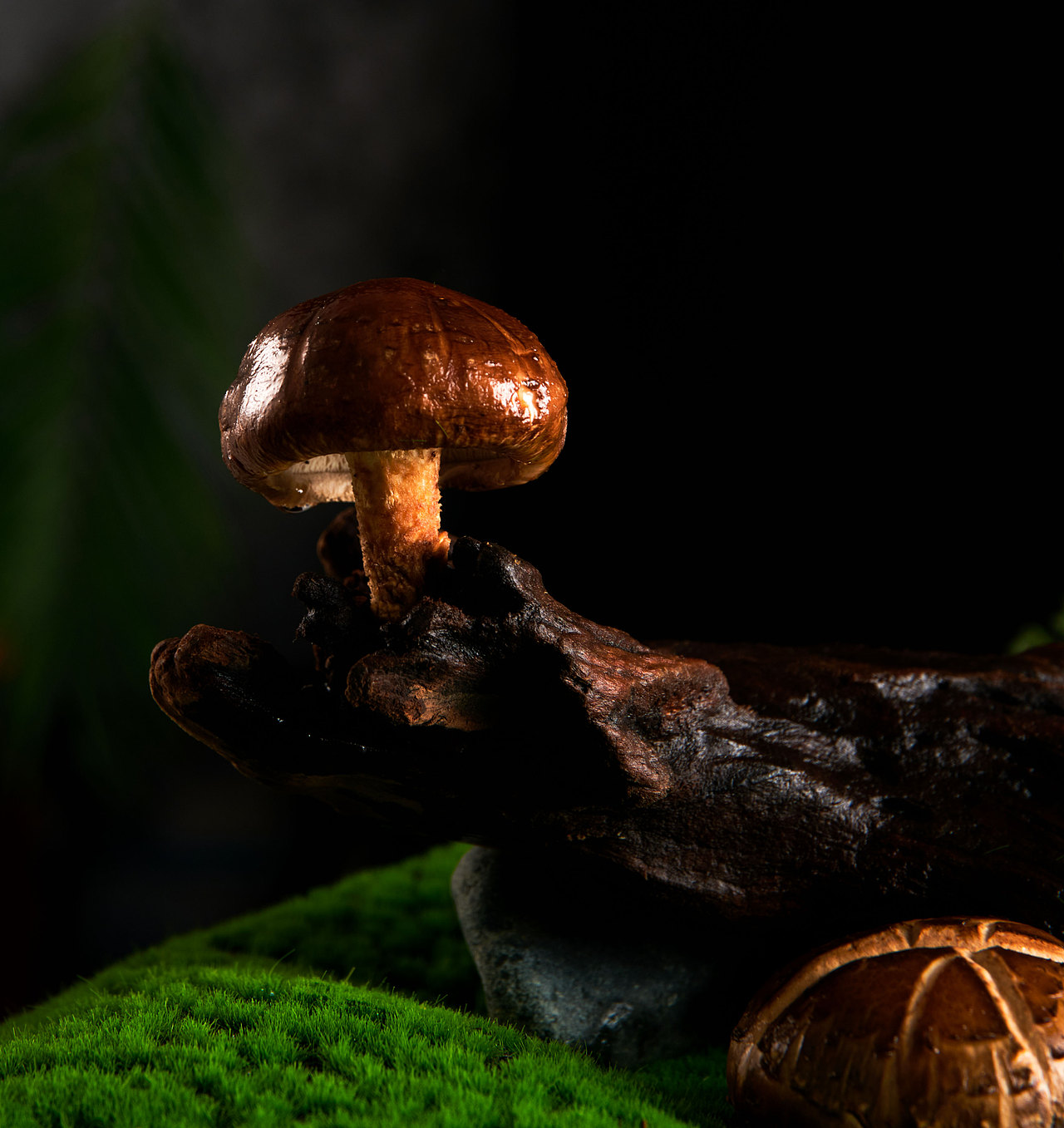 香菇（图ZMzQ1MTkxMTQ0） - 人文/纪实摄影 - 站酷设计师Xyaihaoze原创素材 - 站酷ZCOOL