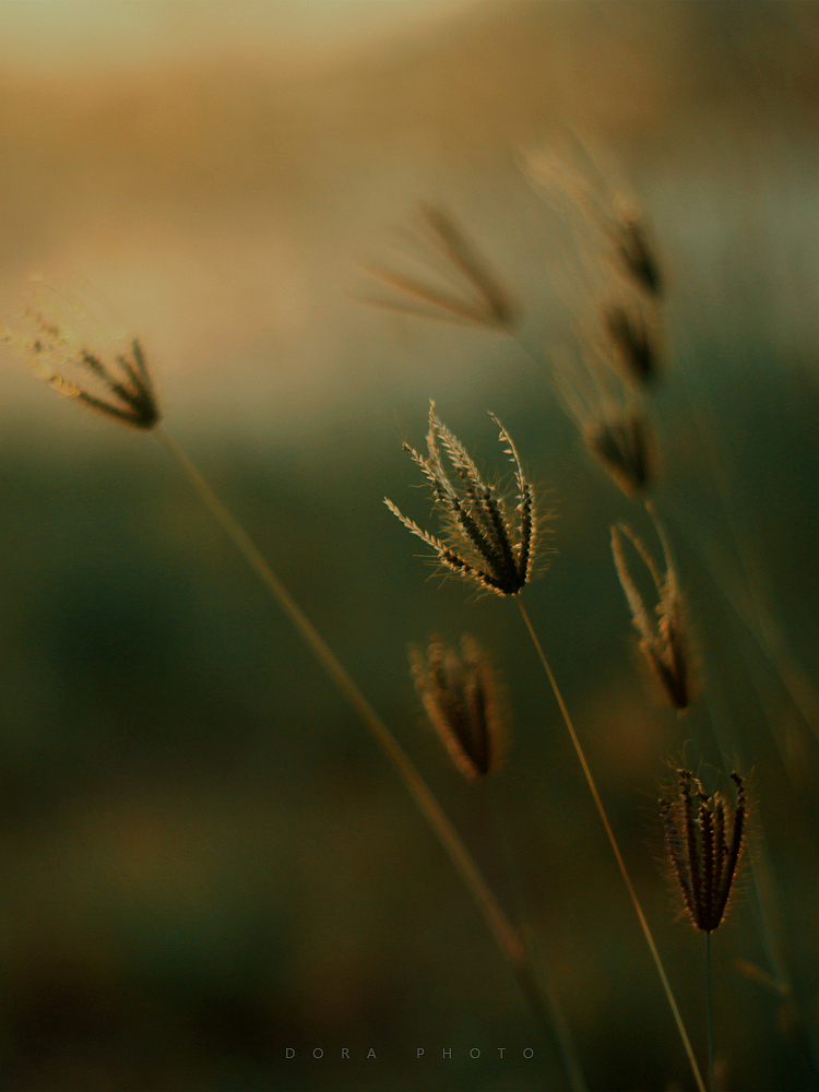 小小世界里的如风过客（图ZMzI0OTg5MTE2） - 其他摄影 - 站酷设计师朵拉影像原创素材 - 站酷ZCOOL