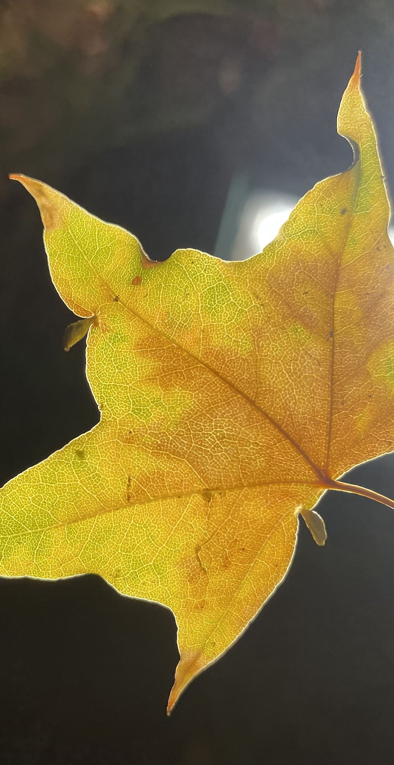 北京秋天的纹路