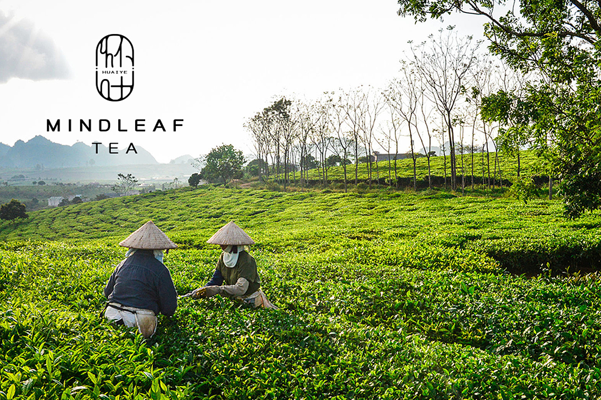 DODE CASE | 怀叶茶品牌全案策划设计