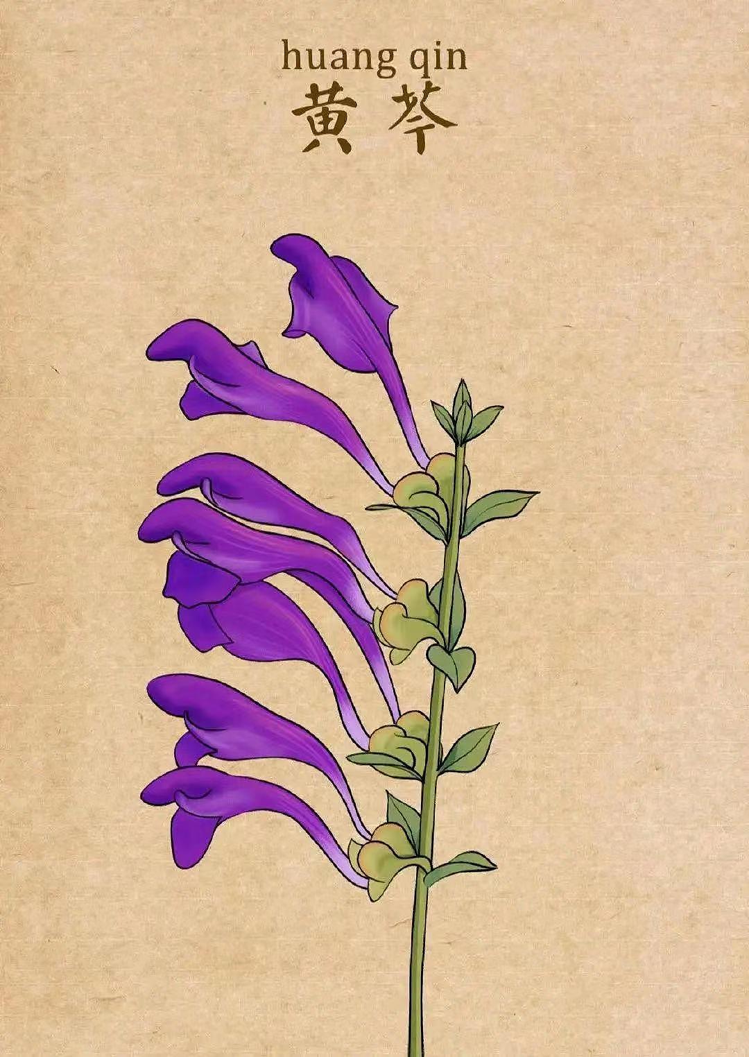 中药插画（图ZMzQ1MDUwNzM2） - 艺术插画 - 站酷设计师龙龍Wsl原创素材 - 站酷ZCOOL