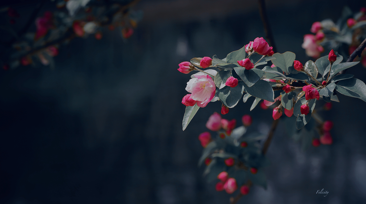 却道绿肥红瘦（图ZMzY3NTMzMzg4） - 风光摄影 - 站酷设计师张迪淼原创素材 - 站酷ZCOOL
