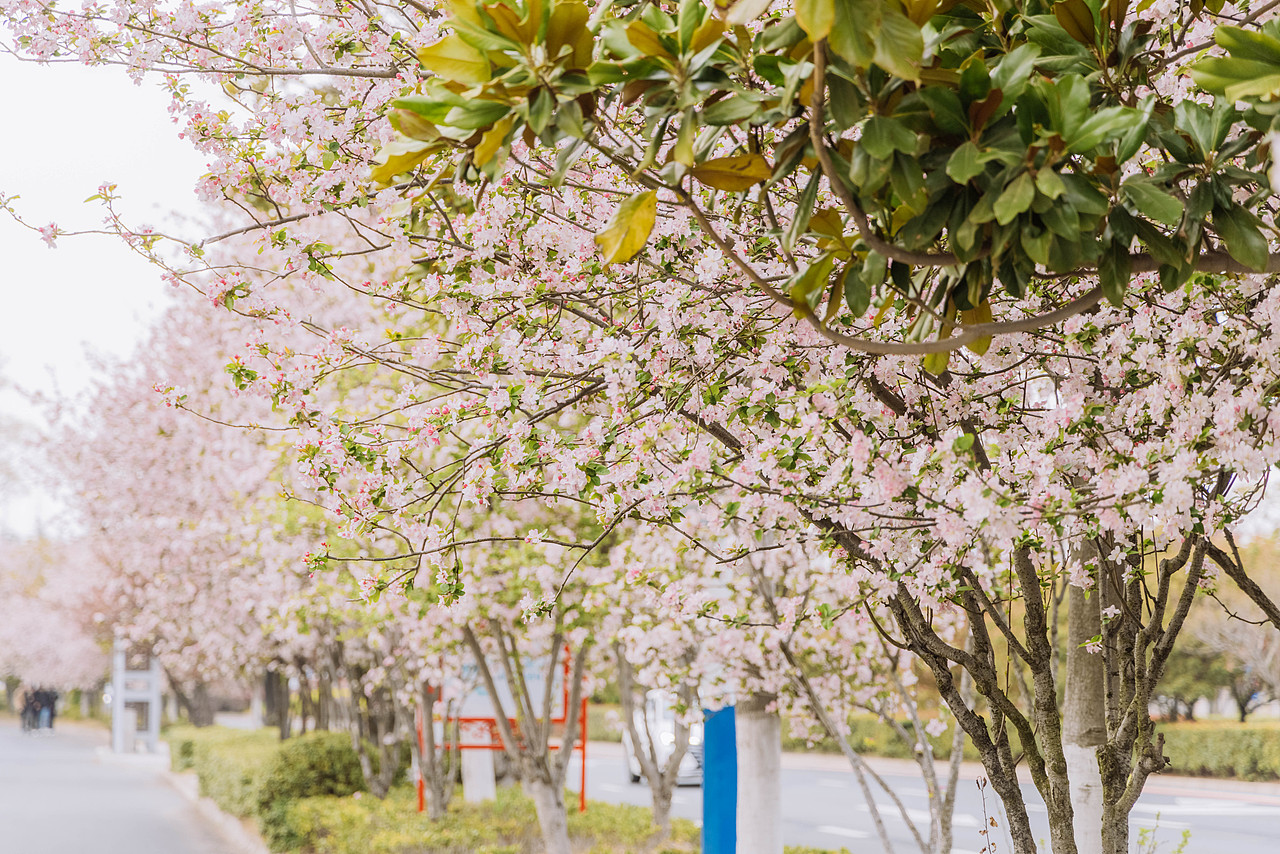 宿迁骆马湖罗曼园（图ZMzQwMjk2NzQw） - 风光摄影 - 站酷设计师延长线_31原创素材 - 站酷ZCOOL